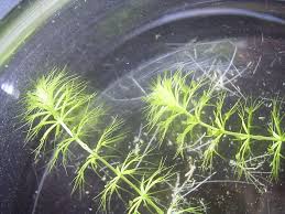 Image result for Aldrovanda vesiculosa