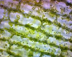 Elodea plant cell under microscope labeled. Hypotonic Elodea Cell Shefalitayal