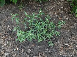 Image result for Eclipta prostrata