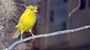 Hasil gambar untuk name canary birds