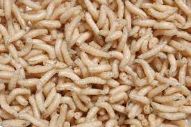 Maggot infestations often occur in trashcans and underneath carpeting. How To Get Rid Of Maggots On Kitchen Floor Pest Pit
