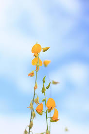Image result for Crotalaria juncea