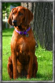 Maybe you would like to learn more about one of these? Pin On Woman S Best Friend