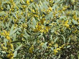 Image result for Acacia