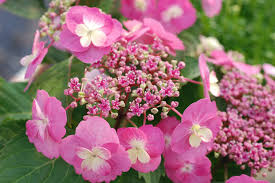 1.2 quelle plante associer à la framboise ? Tout Sur Les Hortensias Ou Quand Comment Les Planter Quel Entretien In My French Garden