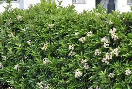 Viburnum Odoratissimum Sweet Hello Hello Plants Garden Supplies White Flowering Shrubs Hedging Plants Viburnum
