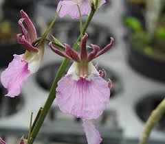 Image result for Eulophia