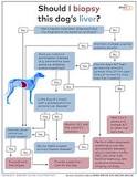 Image result for what is the treatment for a dog with elevated liver enzymes?