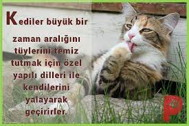 kediler oldukca temiz canlilardir kedi kedisever hayvansever patiaski kedi kopek kedi kopek
