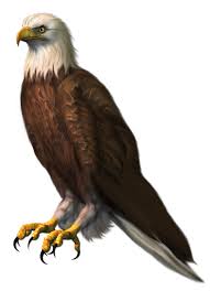Eagle Transparent Png Clipart Picture Eagle Background Black Background Images Blue Background Images