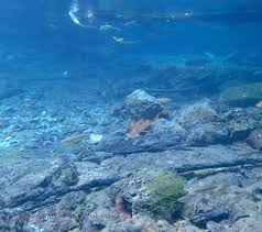 Image result for Lophacme parva