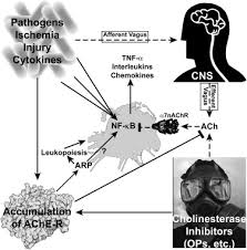 Image result for Cholinergic Toxicity
