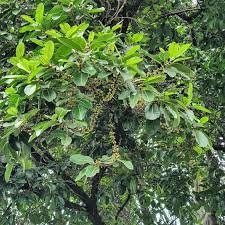 Image result for Ficus lutea