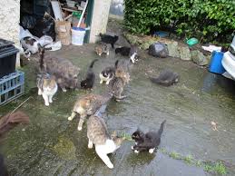 Feral cats are essentially wild cats. Feral Cat Awarenessispca