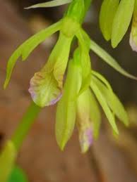 Image result for Nervilia petraea