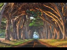 The genus name is also used as the common name. Top 20 Most Beautiful Trees In The World Youtube