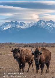 Live At The Ranch Working Ranch Blog Colorado Native Explore Colorado Colorado Landscape