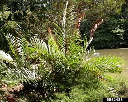 Image result for Acrostichum aureum