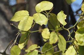 Image result for Balanites maughamii