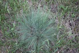 Image result for Hubbardochloa gracilis