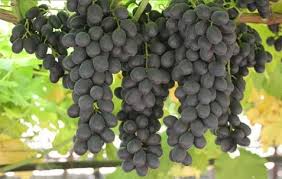 Sweet Surrender Grapes This Very Early Season Seedless Grape Is Available In Early July To Mid August And Is Jet Black In Color I Grapes Grape Vines Fruit