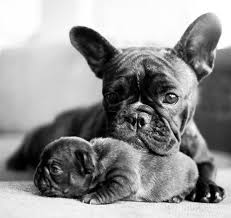 Baby Black And White Frenchie Proud Mom And Her French Bulldog Puppy Bulldog Puppies Animals Baby Animals
