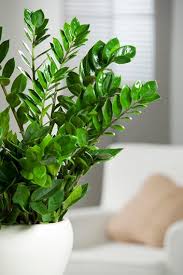 24 Best Indoor Plants Find Your