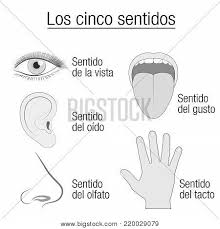 five senses chart vector photo free trial bigstock