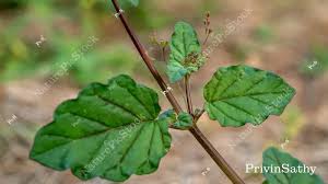 Image result for Boerhavia erecta