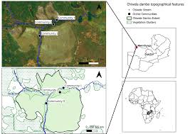 Image result for Brachycorythis friesii