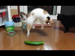 Gatos Levando Sustos Com Pepino Youtube In 2020 Cats Scared Of Cucumbers Cats And Cucumbers Cats Vs Cucumbers