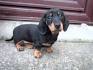 Dachshund Puppies For Sale - Dachshund Dog Breed Info ...