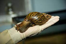 Today france is the largest consumer of edible snails in the world, and must import much of the estimated 40,000 tons eaten there each year to keep up with demand. Escargot More Like Escar No Usda