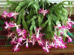 A discussion on how i care for my thanksgiving and christmas cactus: What Happens If Your Christmas Cactus Blooms Before Thanksgiving Welcome To My Garden