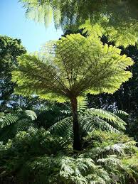 Check spelling or type a new query. Plants For Shady Areas Stodels Garden Centre