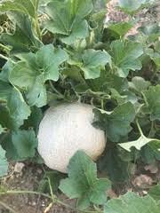 Image result for Cucumis quintanilhae