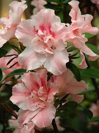 File Rhododendron Cv 023 Jpg Wikimedia Commons Flores Bonitas Melhores Flores Flores Cor De Rosa