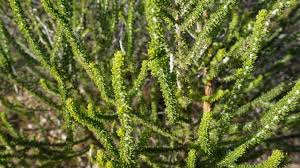 Image result for Adenocarpus