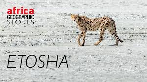 Etosha national park is unique in africa. Etosha Africa Geographic