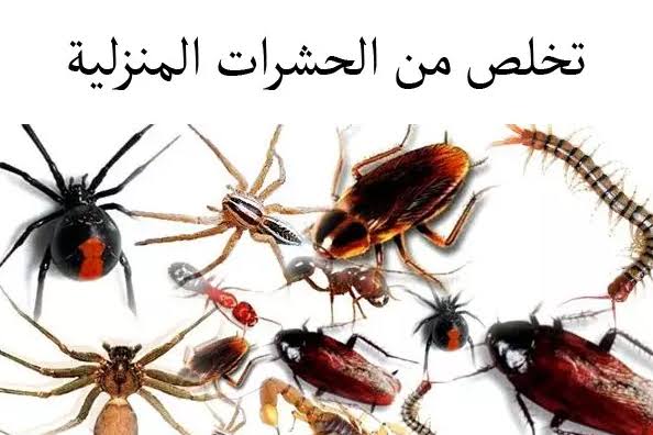 طرق القضاء علي حشرات الصيف بوصفات طبيعية
