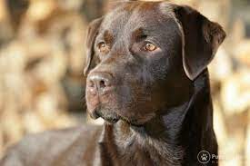 brown labrador retriever dog labrador sobaki korichnevyj labrador labrador