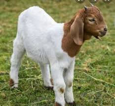Get latest info on goat, suppliers, wholesale suppliers, retailers & traders with goat, bakri, bakra prices for buying. Dmmtvv Xxma7xm