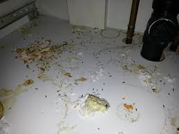 Check for droppings in your attic if you suspect you have pests but can't find next, cover any vents that may lead from the outside of your home and into the attic with screens. Landlord Responsibilities When It Comes To Mice