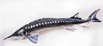 Official wscs account with news on sturgeon and paddlefish ecology, conservation, and management. Buy The European Sturgeon Fish Pillow 24 99 Selling Fast