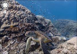 Ship that's sunken underwater on google maps. Travel Under The Sea With Google S Underwater Street View