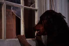 The pack is a 1977 horror film about a pack of abandoned dogs who turn against humans by killing them for food at seal island. The Pack 1977 Avaxhome