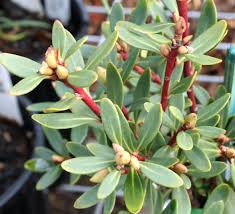 Image result for Xerophyta wentzeliana