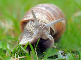 Bad sides of snails and slugs How To Deal With Snails And Slugs In The Garden Naturally And Safely Dengarden