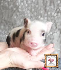Choose from variety of small pets for sale. Mini Pigs For Sale At Piggy Pet Shop Teacup Pigs Baby Pigs Pet Pigs
