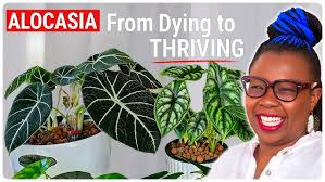 How I Grew My Alocasia Jacklyn BIG In Just 1 Year 💚 Alocasia Jacklyn Care  Tips + Tricks